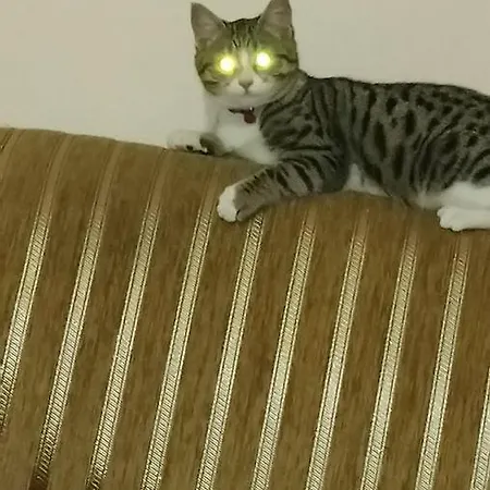 Kutuban Ozel